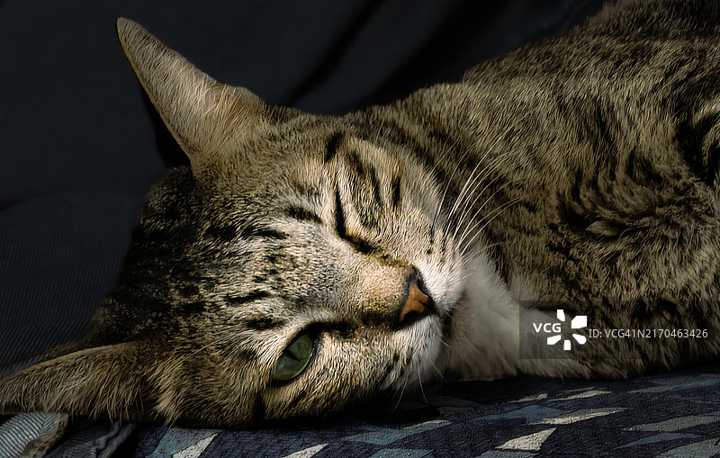 小猫打盹放松的肖像照图片素材