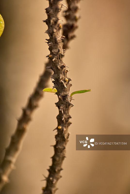 带两片叶子的植物带刺茎图片素材