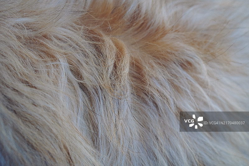 棕色毛发的西施犬特写镜头图片素材