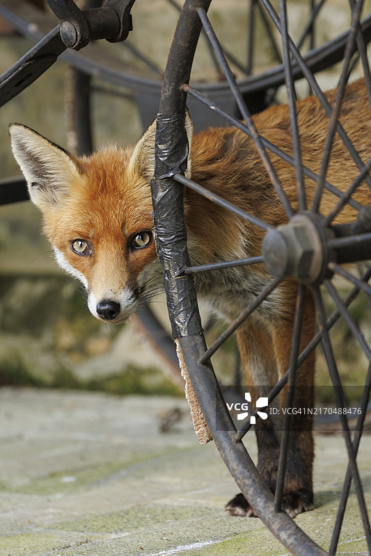 伦敦海格特公墓的城市狐狸图片素材