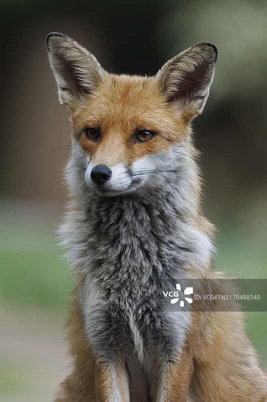 伦敦海格特公墓的城市狐狸图片素材