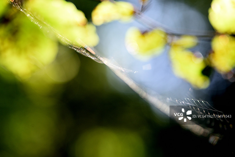 秋叶间的蜘蛛网图片素材