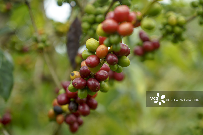 农场种植的咖啡樱桃图片素材