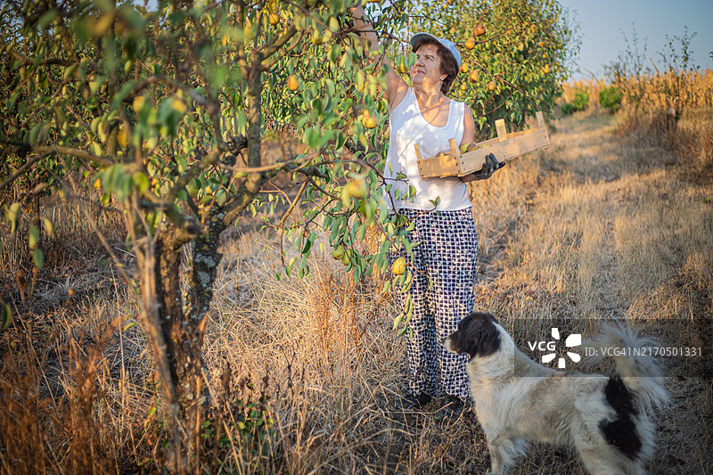 DIY：女人在后院采摘梨图片素材