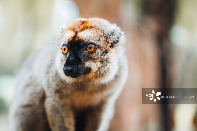 马达加斯加棕色狐猴特写图片素材