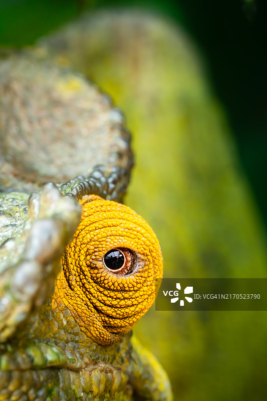 马达加斯加彩色变色龙眼睛的特写镜头图片素材
