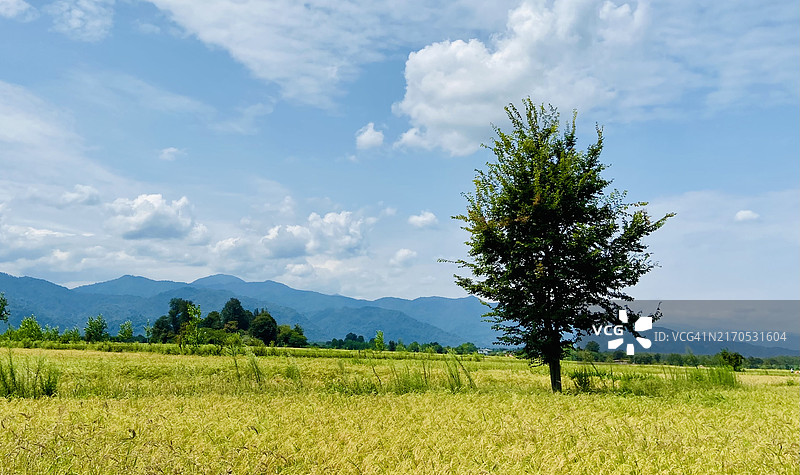 伊朗吉兰省塔莱什的田野风光图片素材