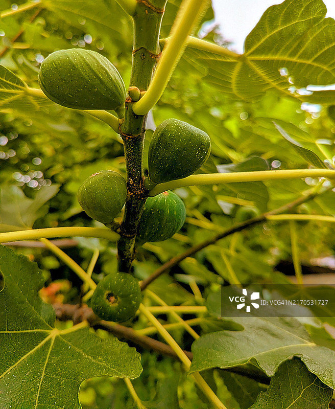 无花果树上生长的成熟无花果，选择性聚焦图片素材