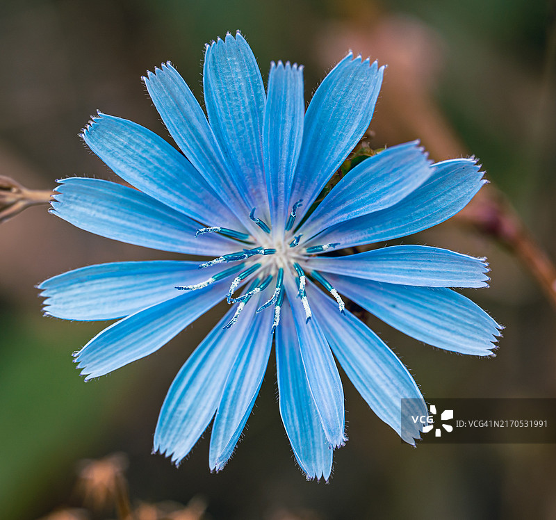 蓝色花朵的特写，德国萨克森州莱比锡图片素材