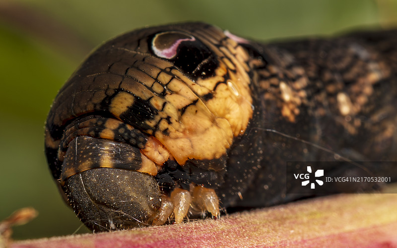 昆虫特写图片素材