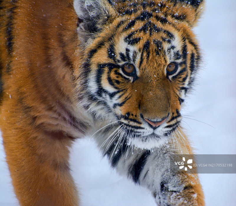 苏门答腊虎的特写，俄罗斯图片素材