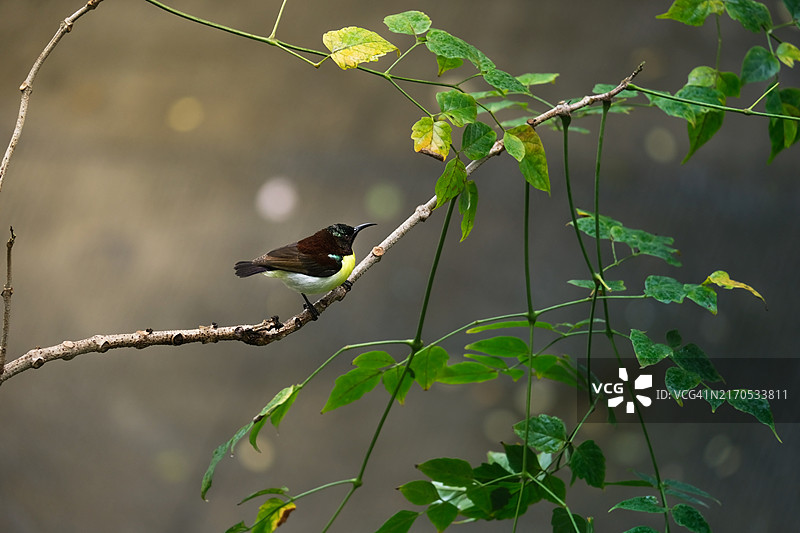 鸣禽栖息在植物上的特写镜头图片素材