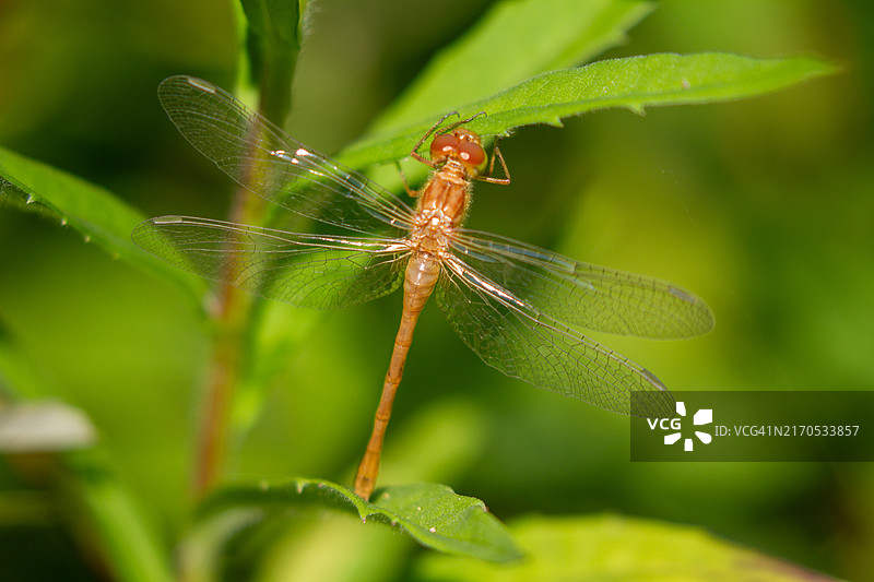 加拿大植物上的蜻蜓特写图片素材
