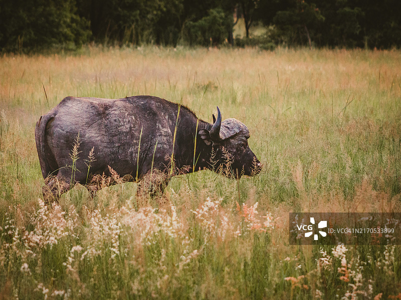 水牛站在田野上的侧面视角图片素材