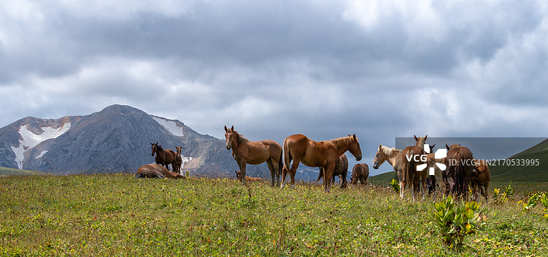 冰岛马群图片素材