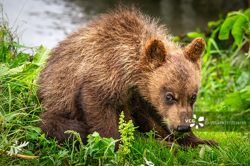 特写：田野上的棕色灰熊和欧亚棕熊图片素材