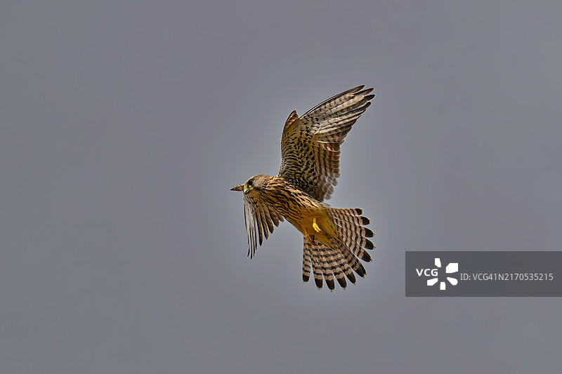 晴朗天空下猎鹰飞翔的低角度视图2图片素材