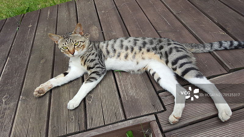 躺在木头上的猫的高角度肖像图片素材