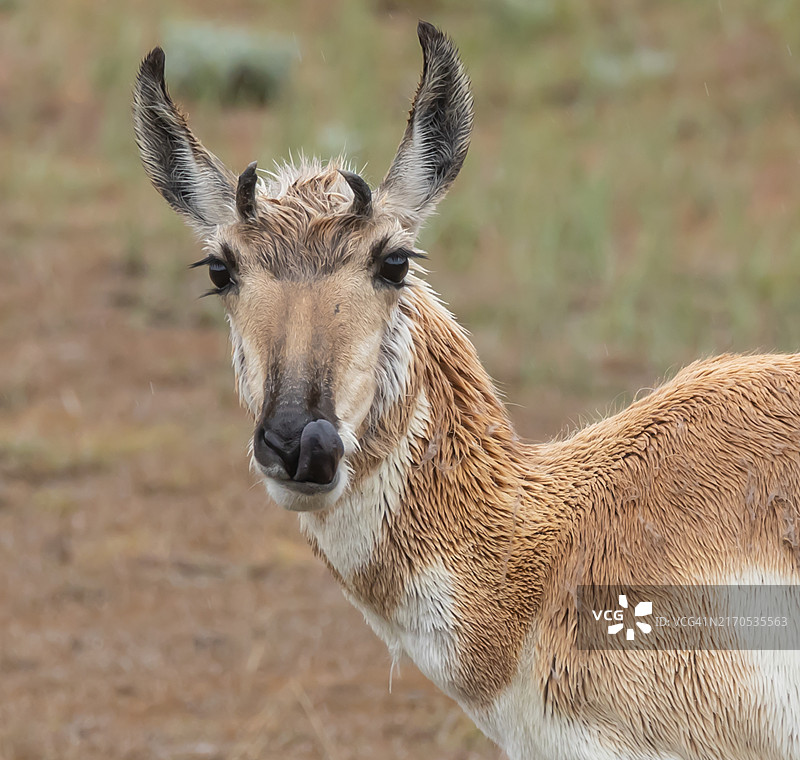 美国怀俄明州，年轻的叉角羚羊特写图片素材