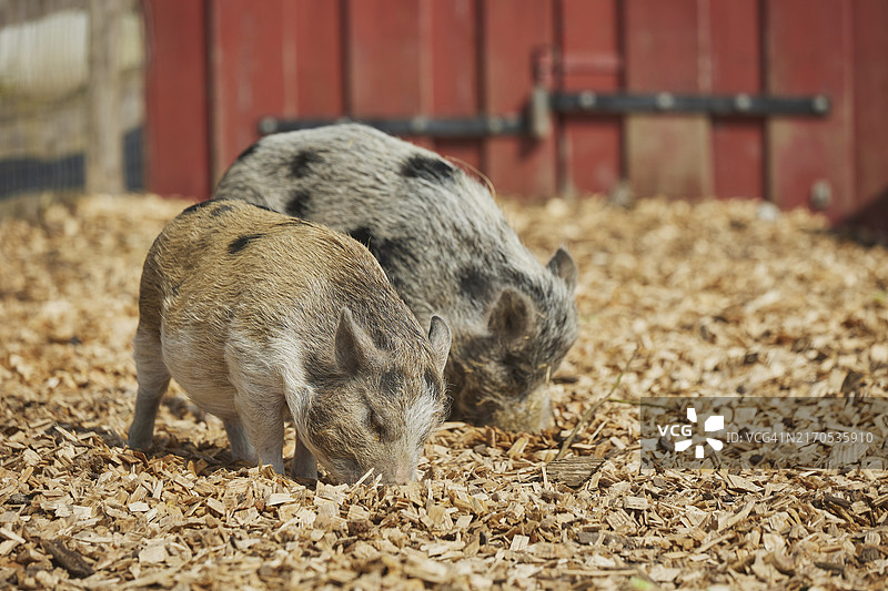 丹麦牧场上的小斑点蓬松猪图片素材