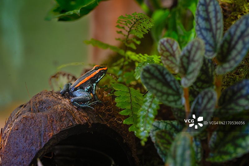 高尔福杜尔塞箭毒蛙图片素材