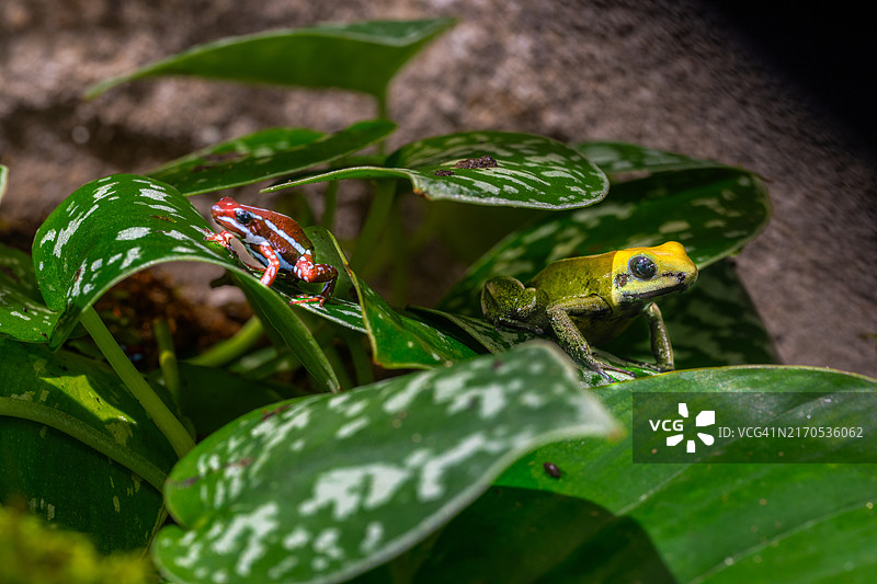 绿黑色毒蛙Campana图片素材