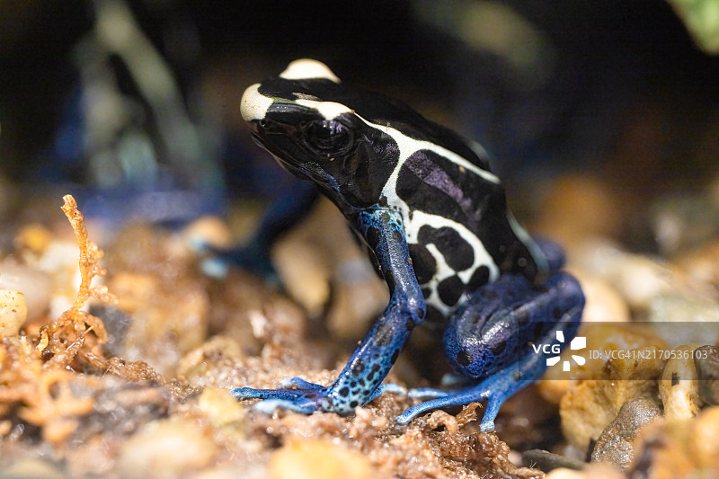 苏里南钴蓝染色箭毒蛙图片素材