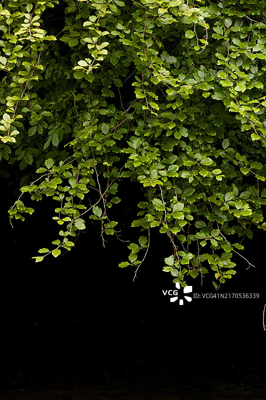 英格兰黑色背景下的绿色树叶低调摄影图片素材