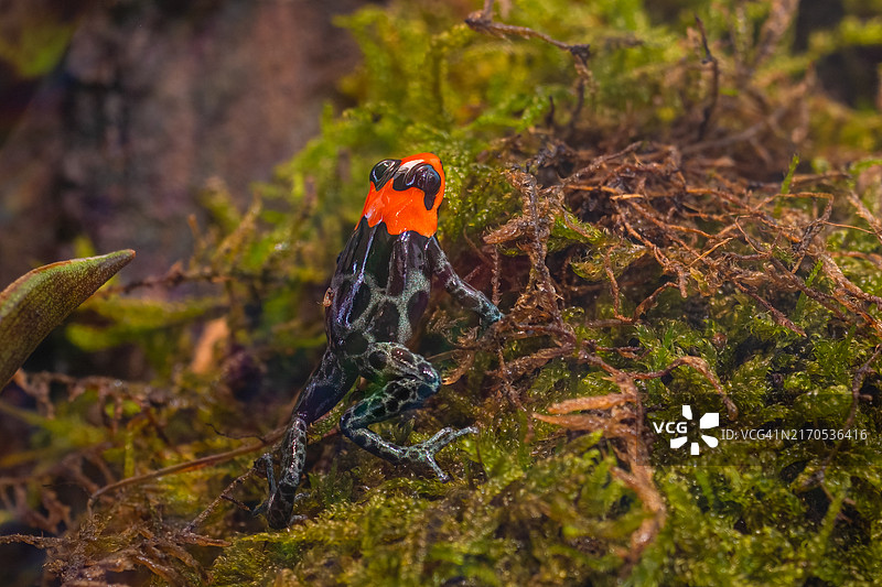 贝内迪克塔毒蛙，使用苏联Volna 9镜头拍摄图片素材