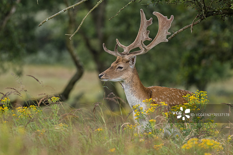 植物中黇红鹿站立的侧面照图片素材