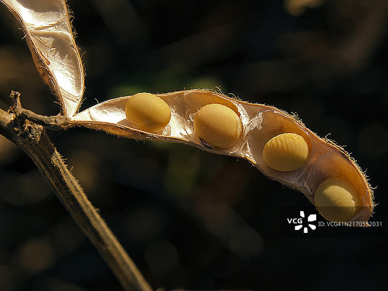 大豆谷物图片素材