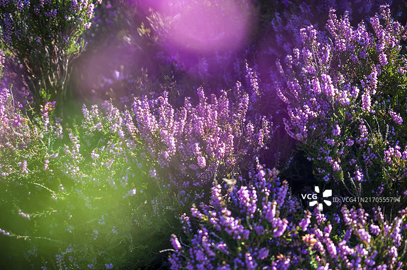 色彩鲜艳的紫色石楠花和高草图片素材