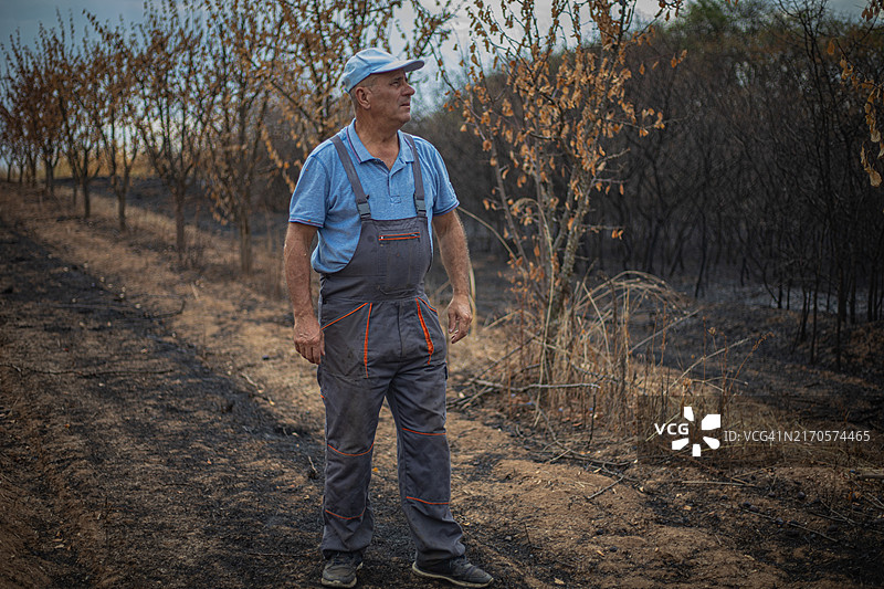 男子看着被火焰吞噬的果园图片素材