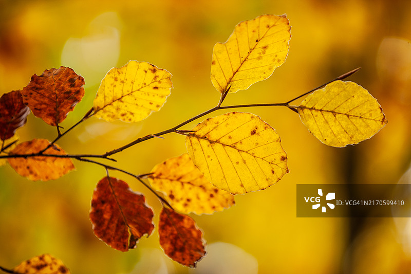 金色的秋叶图片素材