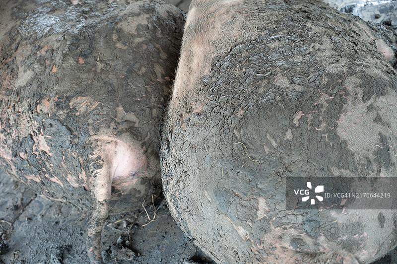 浑身是泥的白化水牛图片素材