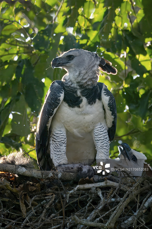 美洲角雕和幼鸟在巴西亚马逊的巢穴中图片素材