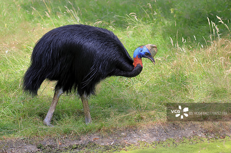 单垂鹤鸵，成年，觅食，圈养，巴布亚新几内亚，大洋洲图片素材