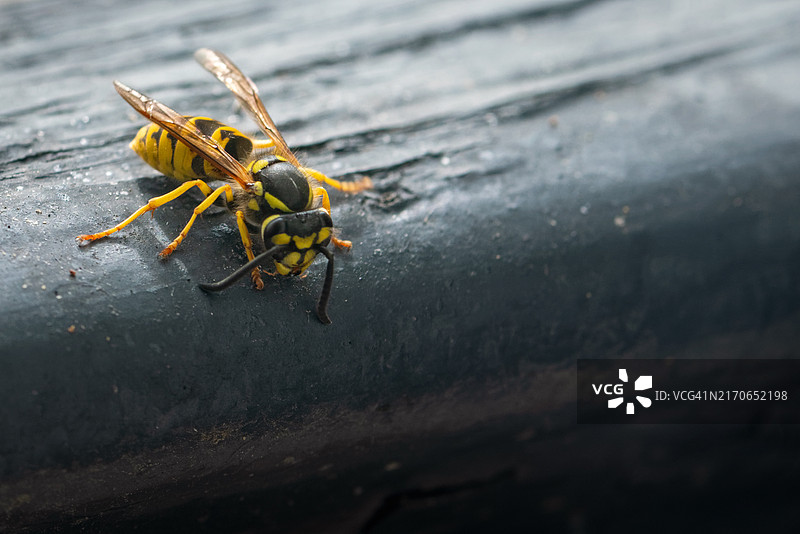 欧洲黄蜂（已隔离）图片素材