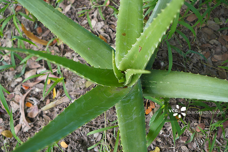 芦荟图片素材