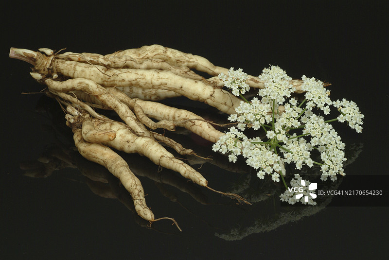 蔬菜、植物、食物、农业、园艺、糖根的根、伞形科植物、欧洲防风草，过去在中欧种植的古老有用植物，因为它的甜根肉，当时糖仍然稀有且昂贵图片素材