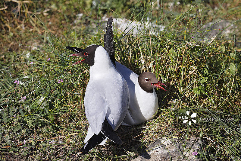 黑头鸥在德国石勒苏益格-荷尔斯泰因州北海沿岸繁殖图片素材