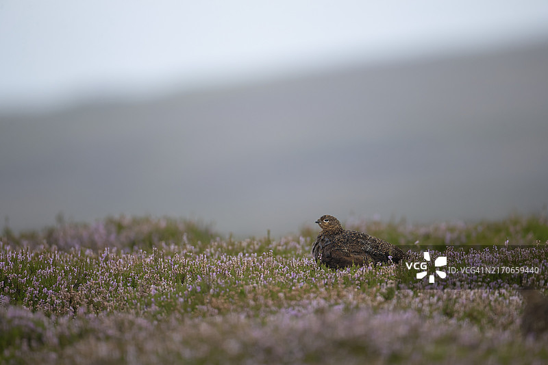 红松鸡（苏格兰雷鸟）成年雌鸟栖息在夏季荒地开花的石南花上，英格兰约克郡图片素材