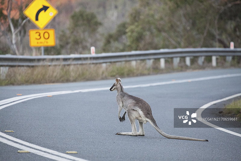 在澳大利亚昆士兰州雷明顿国家公园路上的漂亮小沙袋鼠图片素材