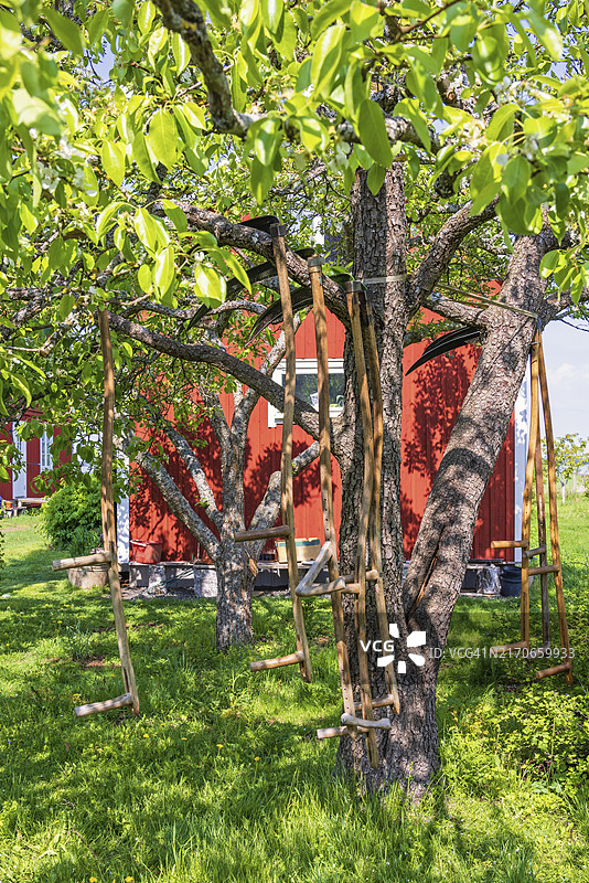 瑞典乡村小屋旁树枝上的镰刀图片素材