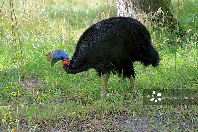 单垂鹤鸵，成年，觅食，圈养，巴布亚新几内亚，大洋洲图片素材