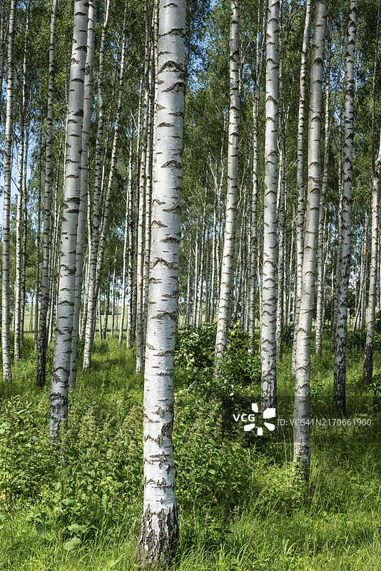 瑞典斯科纳的白桦树干图片素材