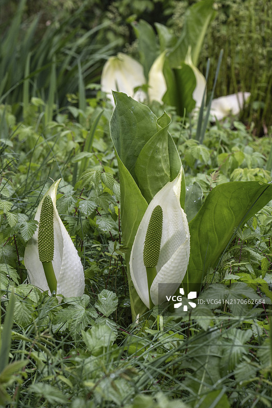 德国下萨克森州埃姆斯兰的白花臭菘图片素材