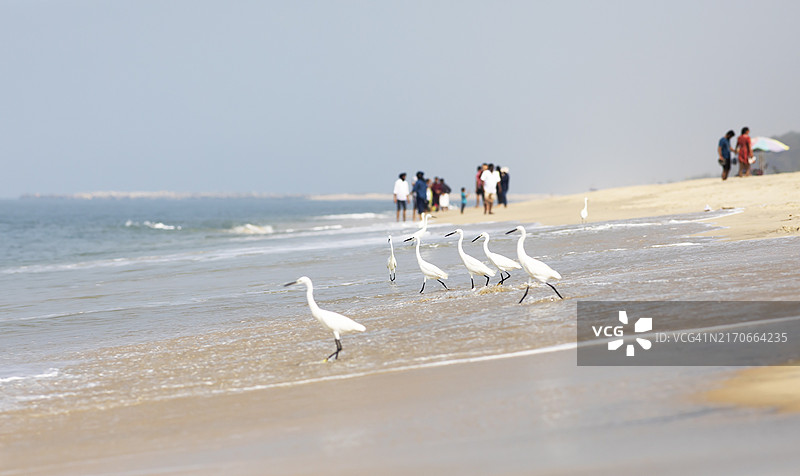 印度喀拉拉邦马拉里库拉姆海滩的大白鹭图片素材
