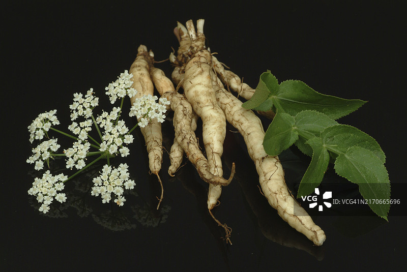 蔬菜、植物、食物、农业、园艺、糖根的根、伞形科植物、欧洲防风草，过去在中欧种植的古老有用植物，因为它的甜根肉，当时糖仍然稀有且昂贵图片素材