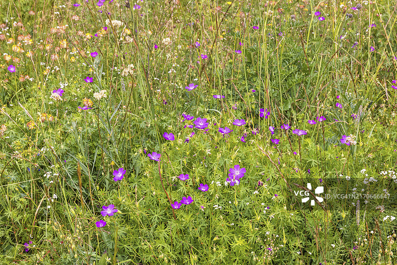 夏季草甸上盛开的血红色老鹳草和其他野花图片素材